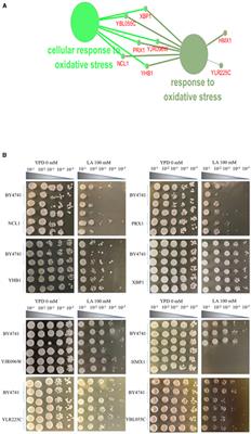 The response mechanism analysis of HMX1 knockout strain to levulinic acid in Saccharomyces cerevisiae